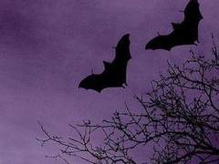 Arquilla de Valkyrie