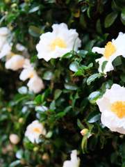 [그 외]드림 외 개인 백업