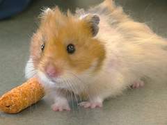 햄생일지 첫번째