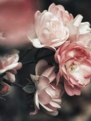 {잭나이브} Twilight.