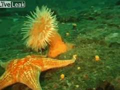 [데쿠캇] 말미잘 미도리야 X 열대어 캇쨩 썰