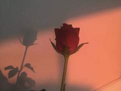 자빈샨 오프 더 레코드 단편