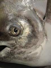 해외 괴담 번역