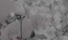 개와 늑대의 시간