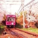 꽃은 피고 져버린다