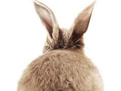 [예른] beasts × bunny