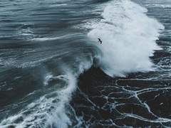 [댕햄] The Whale Takes You