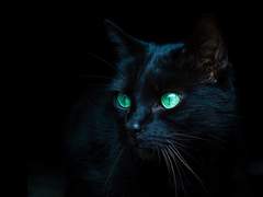 선 애인, 후 집사