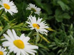 모 없는 돌이 정 맞는다