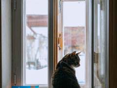 고양이와 같이 살 땐 문단속 필수