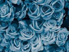 전하고 싶었던 편지.