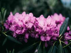 [옥케이우] 두류설화(頭流說話) 上