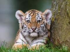 냥줍해온 아기 호랑이 부생이 9 (完)