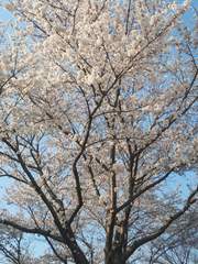 [가히리/나루토] 하늘의 나뭇잎