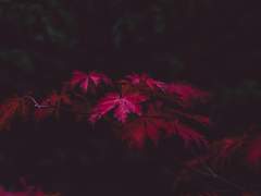 [이츠메이] 저무는 계절