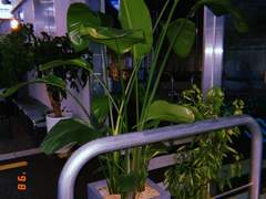 낙태죄 폐지 : 유흥업소 작업 아가씨