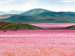 사구의 푸른 밤