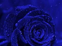 차가운 푸른 꽃