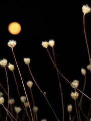 이화에 월백하고