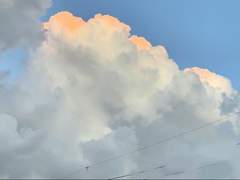 백 여우 남자아이