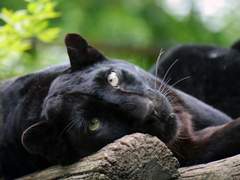 [카오치사카오] 흑뾰라고? 흑표가 아니라?