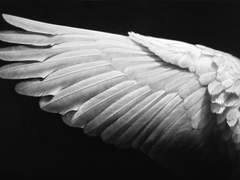 새의 날개를 부러뜨려라.