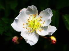 전하지 못했던 말