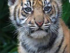 아기 호랑이 부생이의 순애보