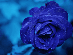 떨어진 꽃을 밟을때