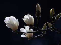 그 목련을 꺾어 제 목에 걸어주세요 02