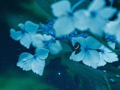 정원을 지키는 순백