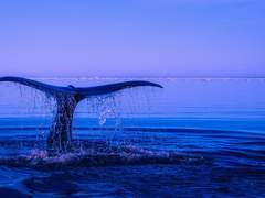 미미미미님 캐디 커미션 신청