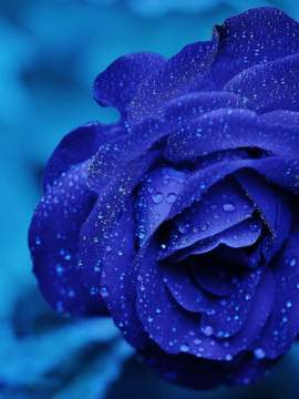 𝐜𝐨𝐥𝐥𝐚𝐛𝐨𝐫𝐚𝐭𝐞