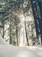 다인 시나리오 배포