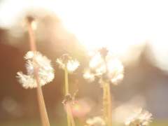 백망되_라온&케일_[가장 화려한]