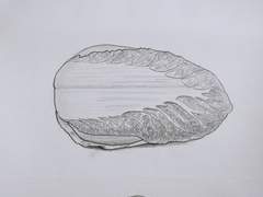 [2강] 배추_사진/실물/컨투어 드로잉