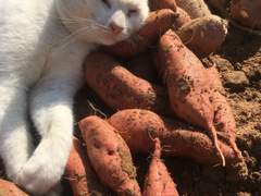 8. 죽이기로 계획하지 않아도 죽일 수 있다