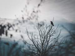 [실펠] 흡혈귀 펠릭스와 인간 실뱅