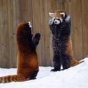 문독-츄야,영싫-다나 른러