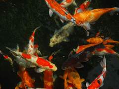 몬랑자 삼시세끼 안찍어주나