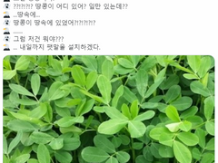 [원피스] 미호페로 / 썰 / 밭일