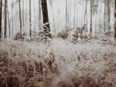 Winter Knight’s (3)