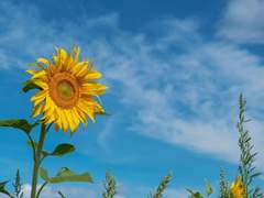 고개를 꺾지 않는 한 송이의 해바라기