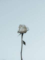 [가시나무] Type:Cacophony