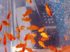 나를 어딘가에 가둘 거라면