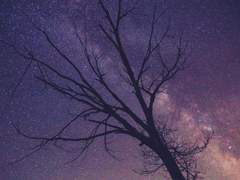 [ 미아 ] 까마귀