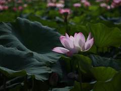 [희신강징] 애상(哀傷) 31