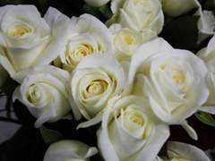 클라라/14/파탈 비드