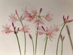 상사화의 꽃말을 아십니까?