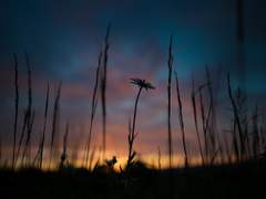 백망되_프레도_[신뢰]